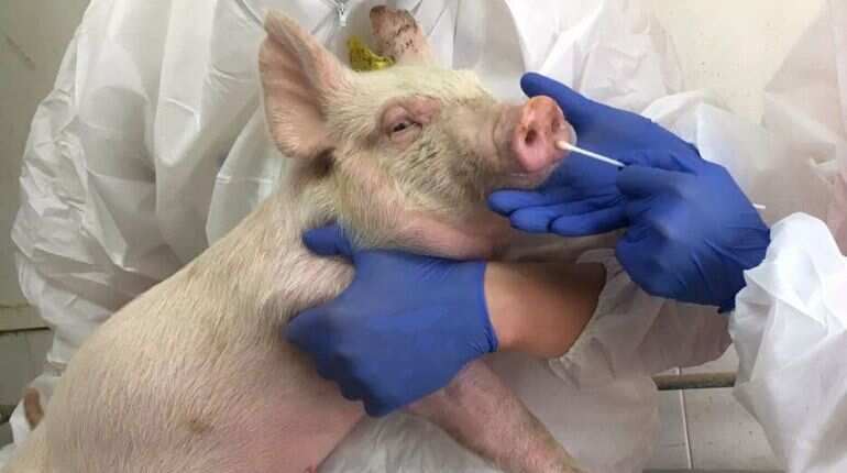 Swine flu strain with 'human pandemic potential' found increasingly in China