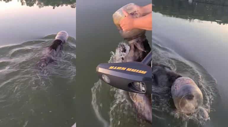 Family rescues bear cub found swimming with jar stuck on its head Family rescues bear cub found swimming with jar stuck on its head