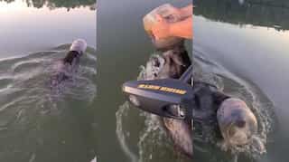 Family rescues bear cub found swimming with jar stuck on its head