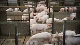 As China warns of another pandemic from pigs, WHO insists to 'not let our guard down'