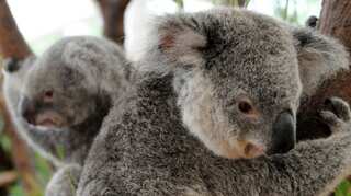 Thing of the past? Experts fear Australia's iconic koala could go extinct by 2050