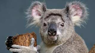 Habitat loss in an Australian state may drive koalas to extinction by 2050