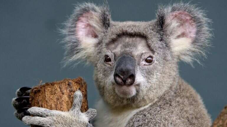 Australia has lost 30% of its koala population in 3 years due to bushfire, deforestation