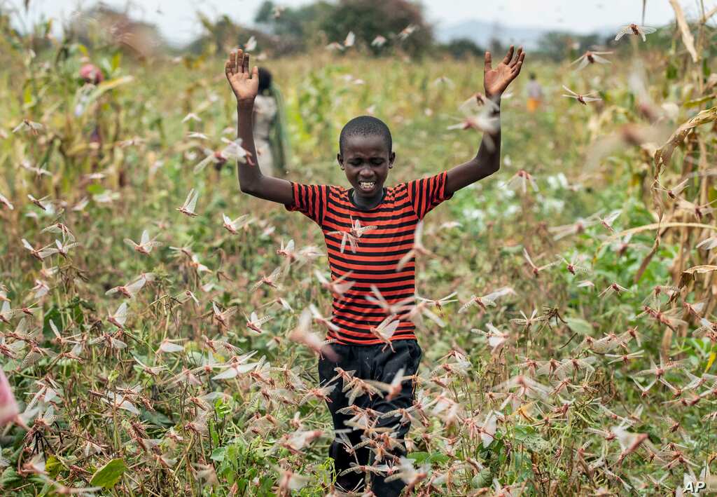 WION Dispatch: New generation of Locust threat looms in Kenya