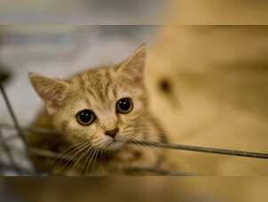 Cats in UK are dying from mysterious illness caused by toxic food: Researchers