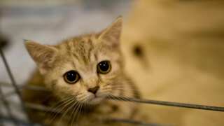 Cats in UK are dying from mysterious illness caused by toxic food: Researchers