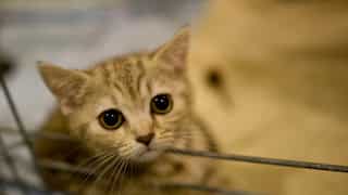 'Feed me!': You can now understand your cat through MeowTalk app