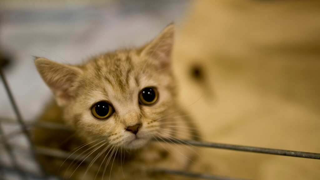 ‘No cuddling’: UK warns people after cat tests positive for coronavirus