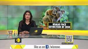 Gravitas: Australia | Koalas could go extinct by 2050