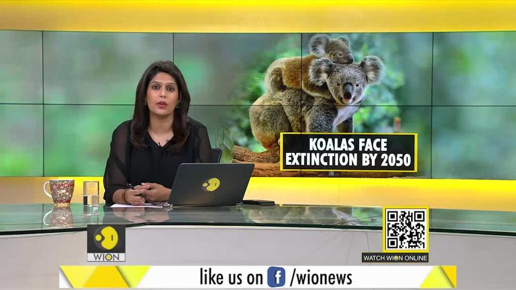 Gravitas: Australia | Koalas could go extinct by 2050