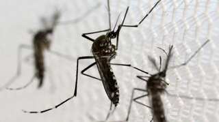 Struggling with coronavirus, Bangladesh faces dengue threat