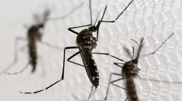 Singapore hit with dengue emergency: How aedes mosquitoes infect humans