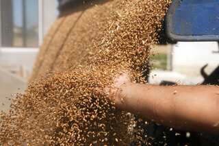Amid concerns of food security, grain prices rise in China