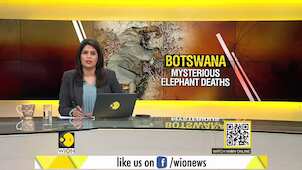 Gravitas: Mysterious elephant deaths in Botswana