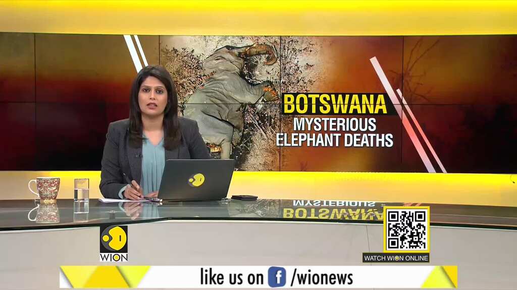 Gravitas: Mysterious elephant deaths in Botswana