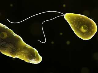 Rare case of brain-destroying amoeba confirmed in Florida