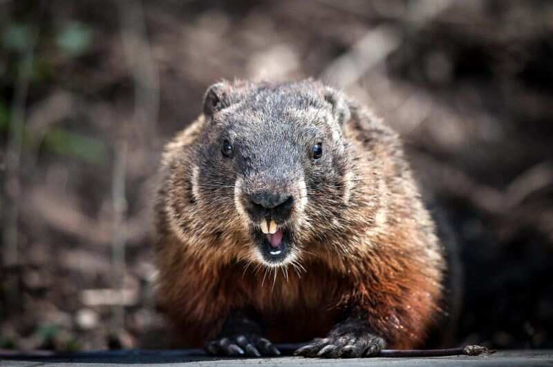 Chinese city sounds alert for bubonic plague Chinese city sounds alert for bubonic plague