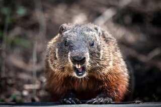 Chinese city sounds alert for bubonic plague