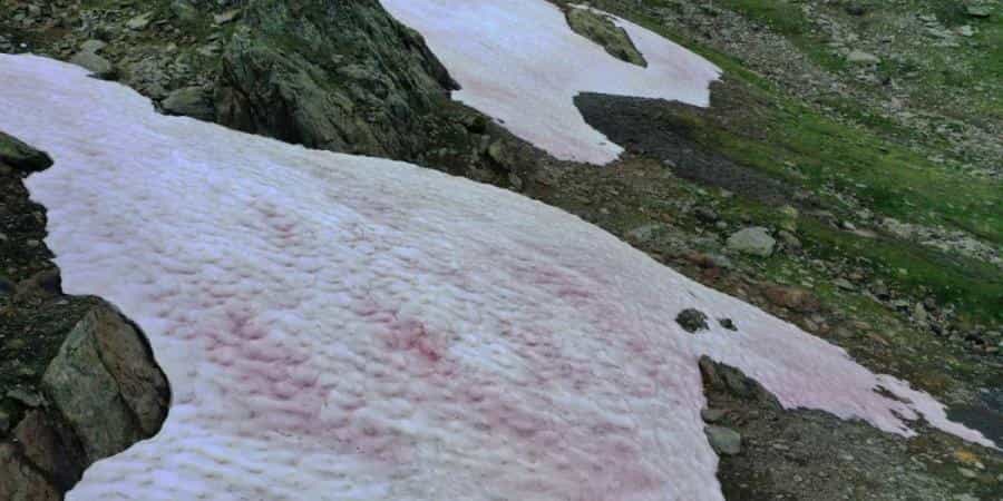 Italian alps: Glacier turns pink due to global warming-linked algae