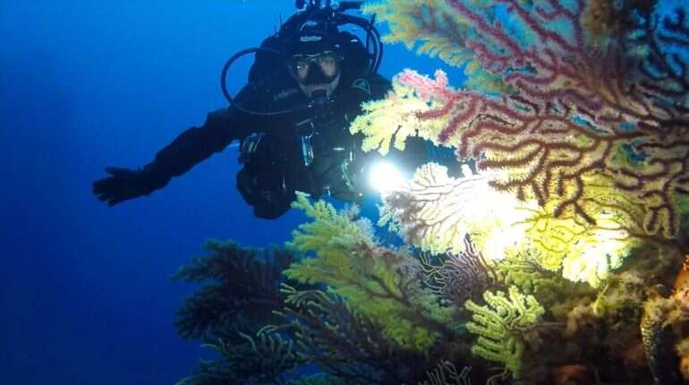 Mediterranean marine life flourished during lockdown: Italian coastguard Mediterranean marine life flourished during lockdown: Italian coastguard