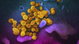 How COVID-19 virus evolved in the laboratory