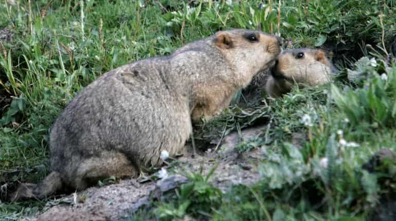 Bubonic plague: Yet another plague originating from China