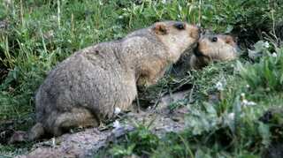 Russia cracks down on marmot hunting after outbreaks trigger bubonic plague alert