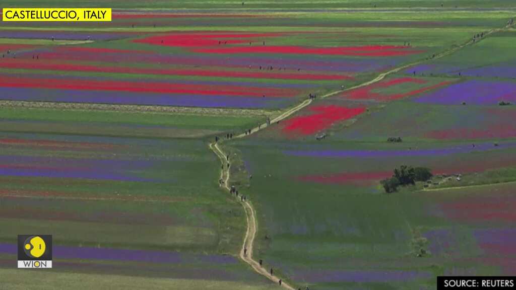 Glorious multi-coloured carpet of flowers blankets Umbrian plain