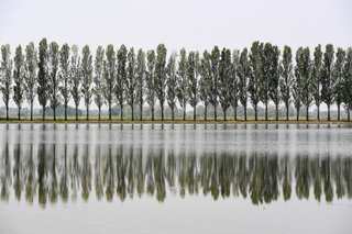 Trees have been socially distancing to avoid deadly diseases for ages