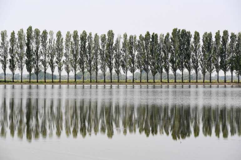 Trees have been socially distancing to avoid deadly diseases for ages