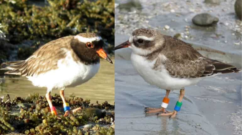 Rare species of birds goes missing in New Zealand; experts unsure about reasons of this 'frustrating' disappearance Rare species of birds goes missing in New Zealand; experts unsure about reasons of this 'frustrating' disappearance