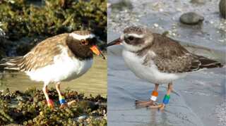 Rare species of birds goes missing in New Zealand; experts unsure about reasons of this 'frustrating' disappearance