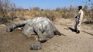 Botswana gets first test results on hundreds of elephant deaths