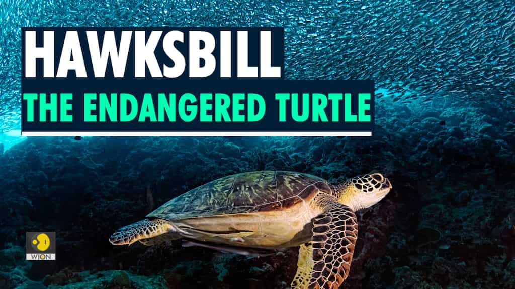 Hawksbill turtles' number of nests tripled this year on Thai island; why are they 'critically endangered'?
