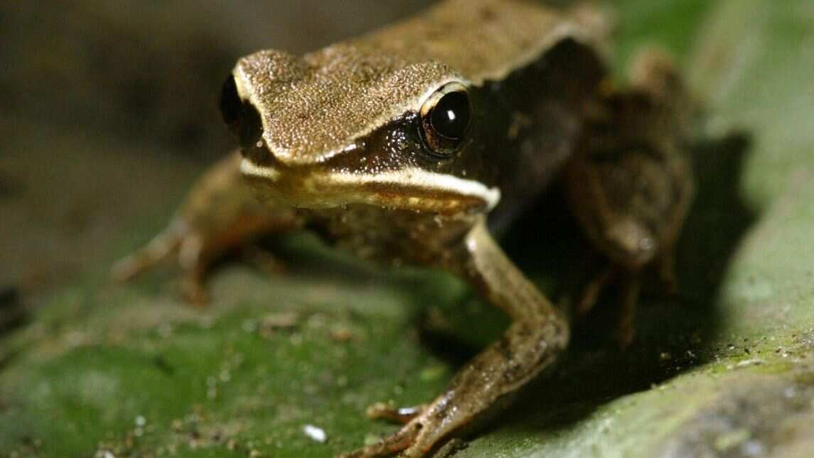 Pacific chorus frogs