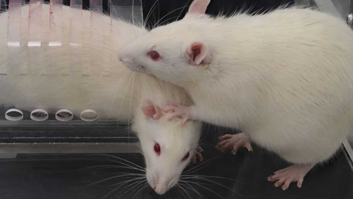 Ultrasonic mice