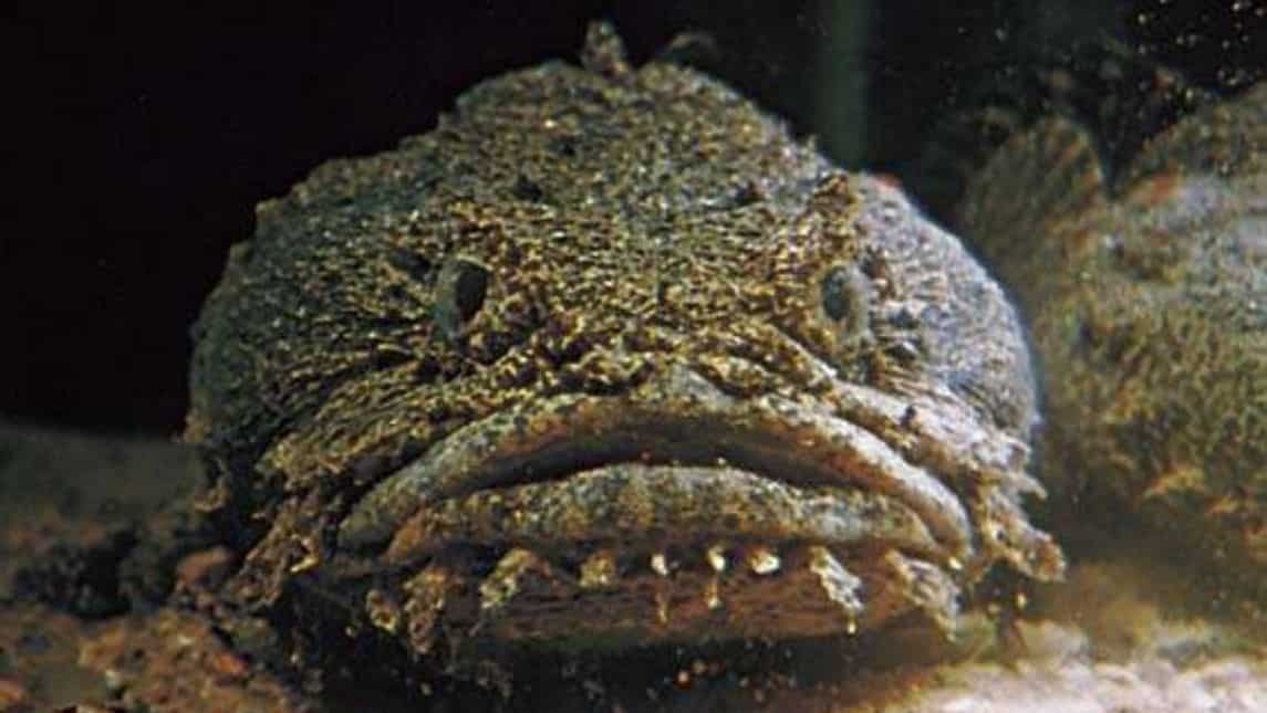 The male toadfish