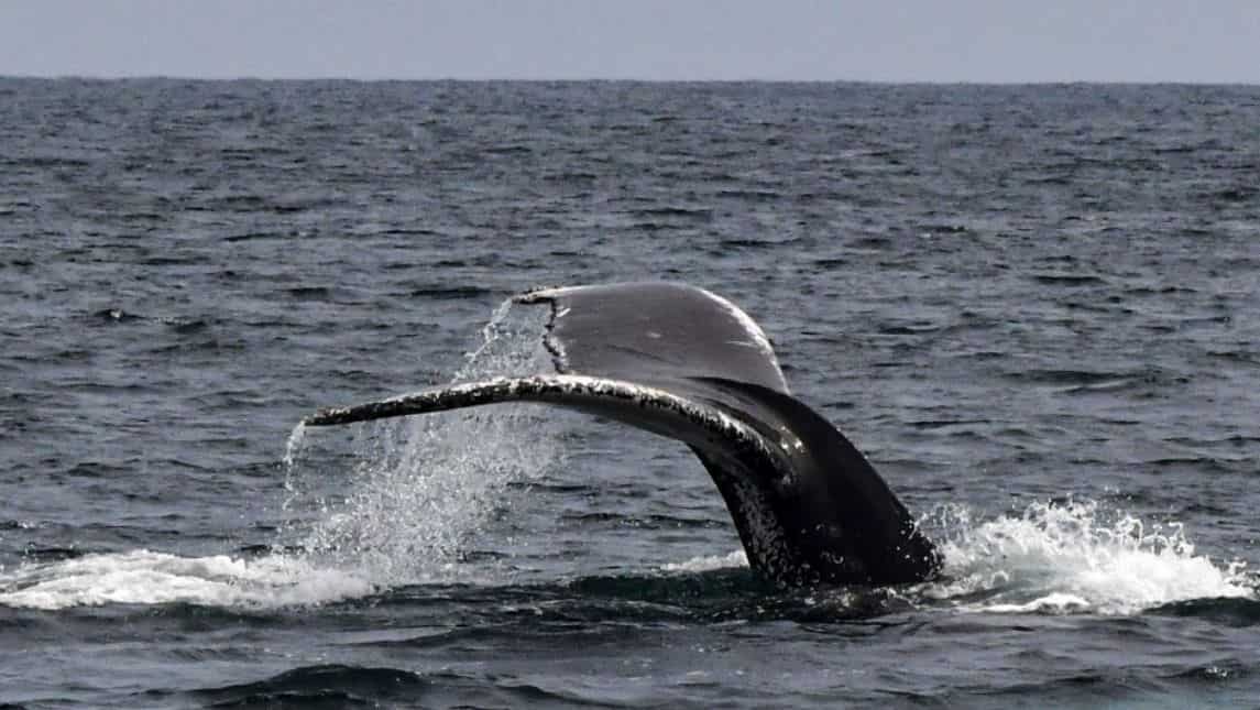 Humpback whales