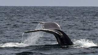 Humpback whales swim more than 3000 miles to find a lover, says study