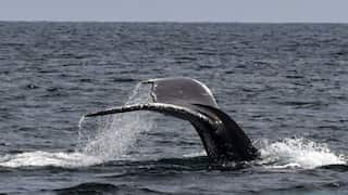 Humpback whales swim more than 3000 miles to find a lover, says study