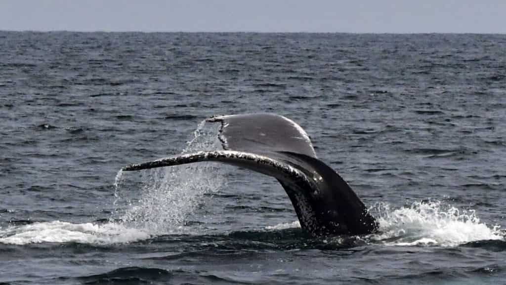 Humpback whales swim more than 3000 miles to find a lover, says study