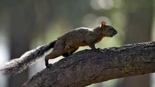 A squirrel in Colorado develops bubonic plague, authorities issue health warning