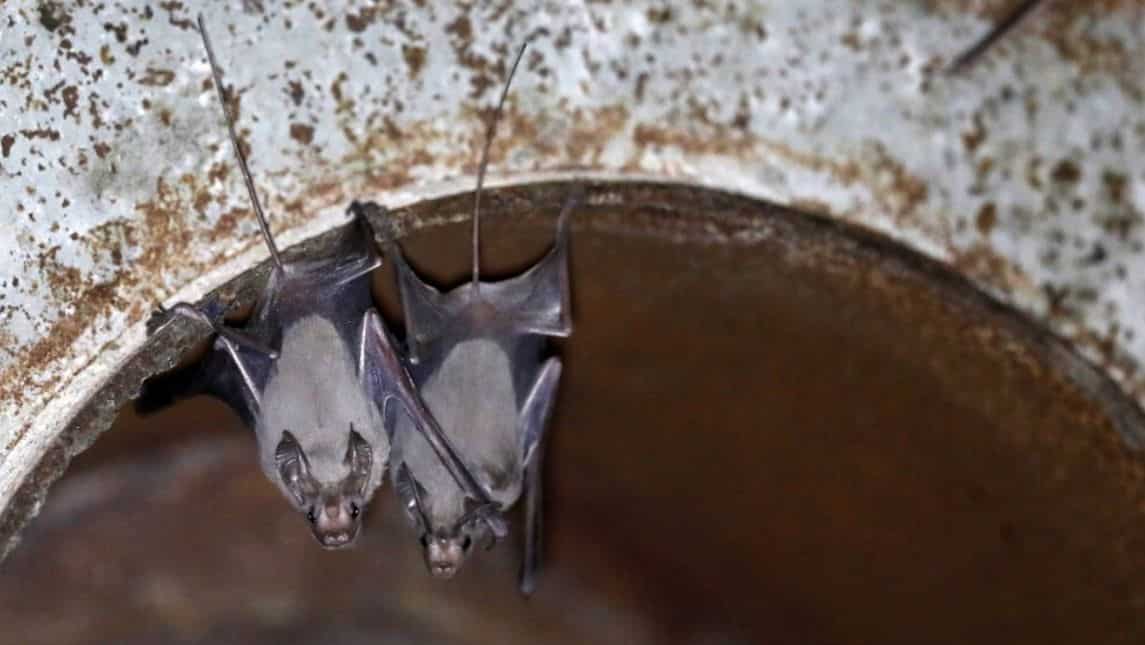 Mexican free-tailed bats