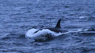 Killer whales sink 39-feet, $128,000 yacht in harrowing attack in Mediterranean Sea