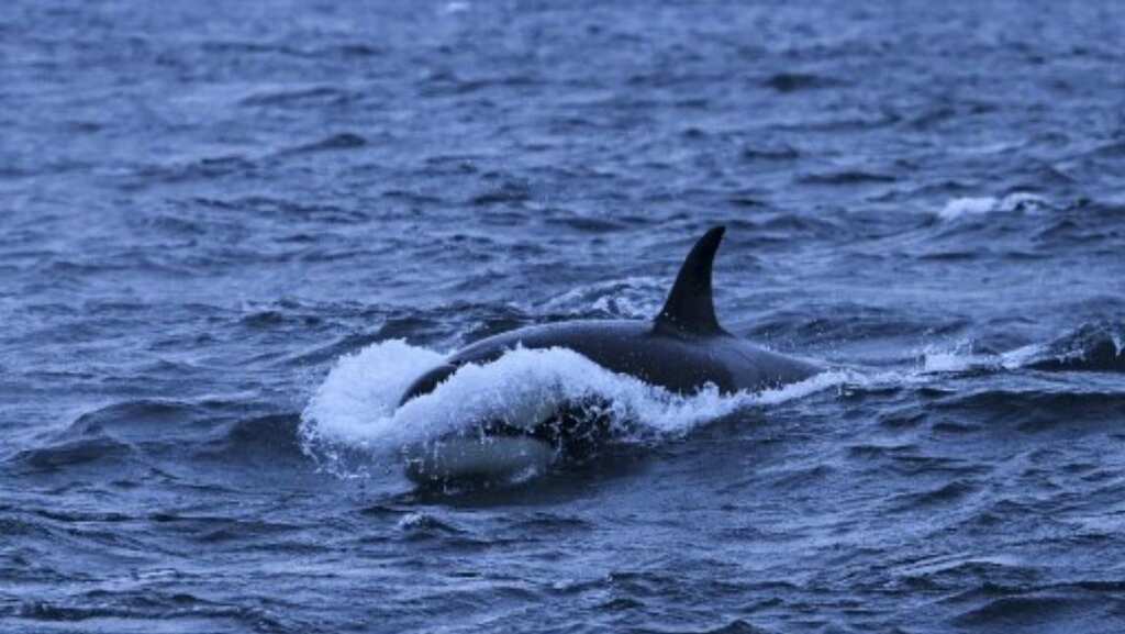 Killer whales sink 39-feet, $128,000 yacht in harrowing attack in Mediterranean Sea