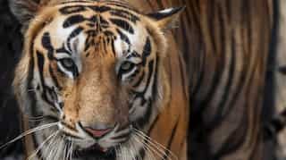 India's tiger census from 2018 is now a Guinness world record!
