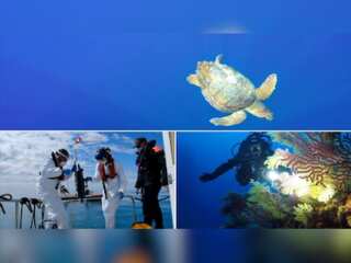 Limited human activity amid lockdown improved Mediterranean marine life