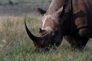 Rhino horns worth $7 million seized by customs official at South African airport