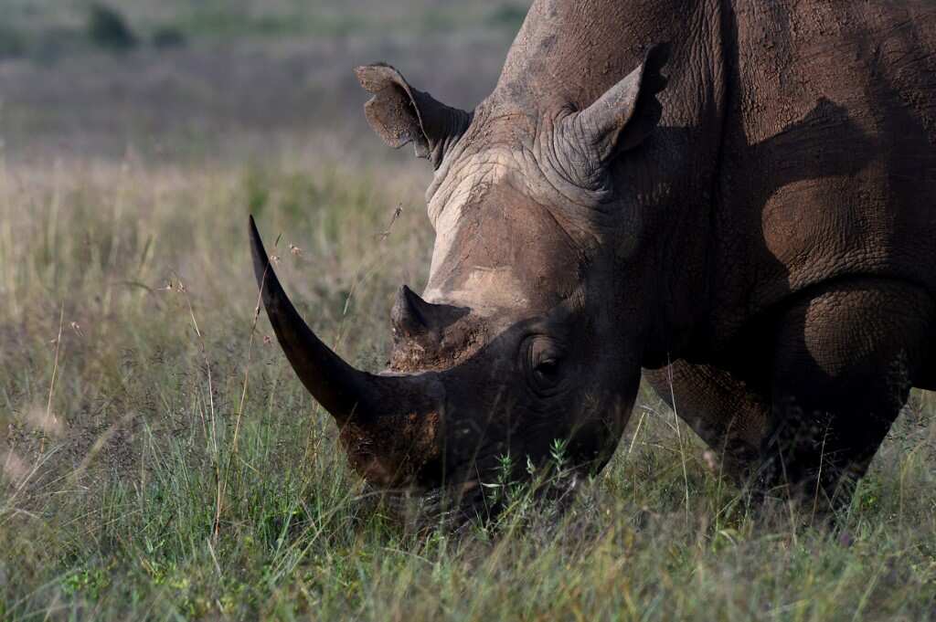 Rhino horns worth $7 million seized by customs official at South African airport