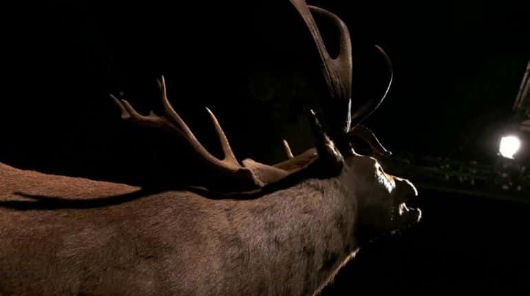 'Grey ghost' caribous may disappear forever, courtesy predatory wolves and human logging